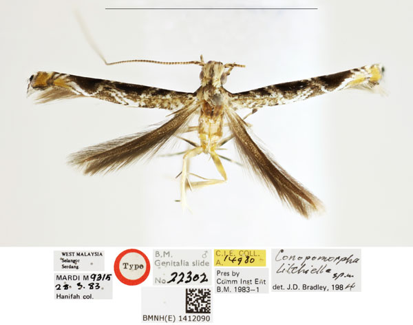 /filer/webapps/moths_gc/media/images/L/litchiella_Conopomorpha_HT_BMNH_1402090.jpg