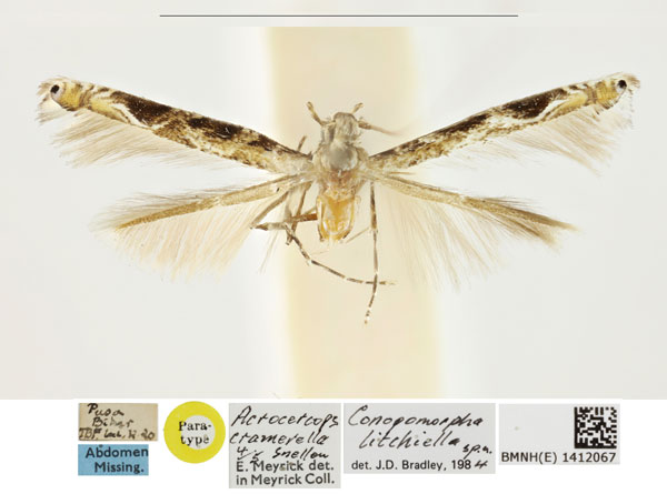 /filer/webapps/moths_gc/media/images/L/litchiella_Conopomorpha_PT_BMNH_1412067.jpg