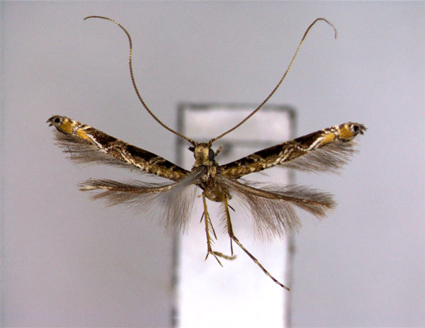 /filer/webapps/moths_gc/media/images/L/litchiella_Conopomorpha_PT_EIHU.jpg