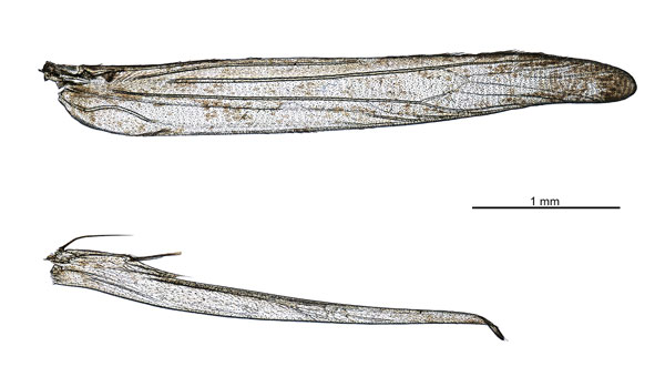 /filer/webapps/moths_gc/media/images/L/litchiella_Conopomorpha_PT_wv_NHMUK-015359540.jpg