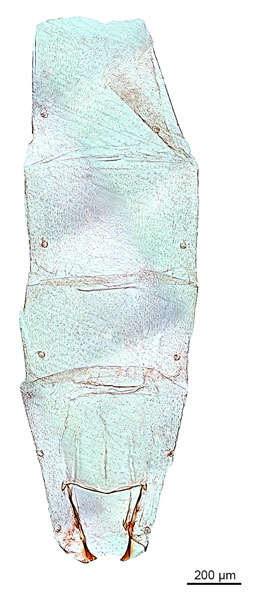 /filer/webapps/moths_gc/media/images/L/litchiella_Conopomorpha_abdomen_De-Prins-etal_2025_34.jpg
