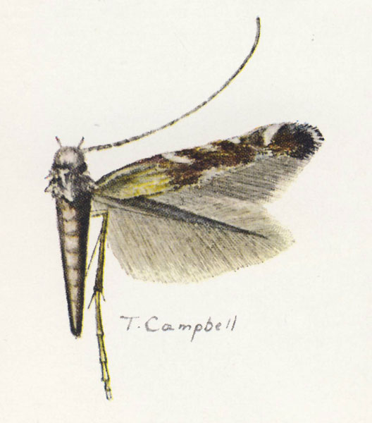 /filer/webapps/moths_gc/media/images/L/lithochrysa_Polysoma_Vari_1961_Pl11-6.jpg