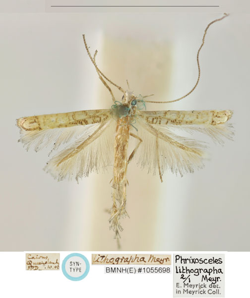 /filer/webapps/moths_gc/media/images/L/lithographa_Cuphodes_LT_BMNH_1055698.jpg