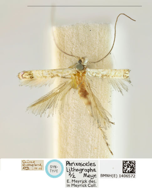 /filer/webapps/moths_gc/media/images/L/lithographa_Cuphodes_PLT_BMNH_1406572.jpg