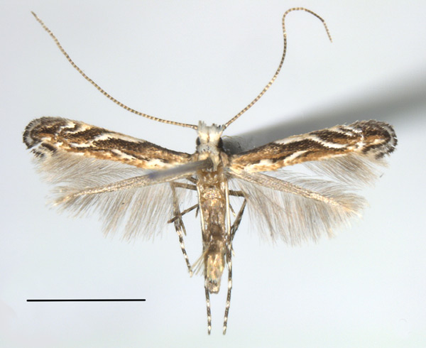 /filer/webapps/moths_gc/media/images/L/lobata_Liocrobyla_A_Liu-et-al_2018_307.jpg
