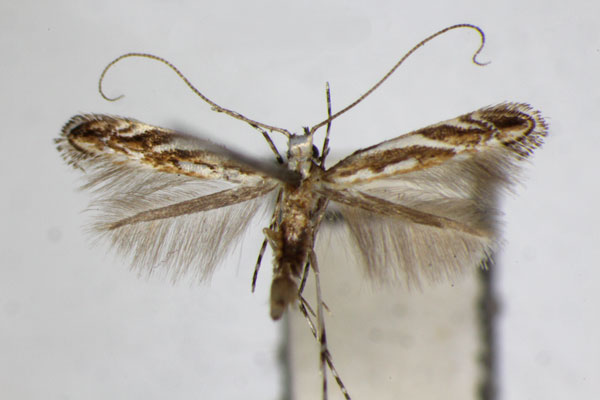 /filer/webapps/moths_gc/media/images/L/lobata_Liocrobyla_A_ZSM.jpg