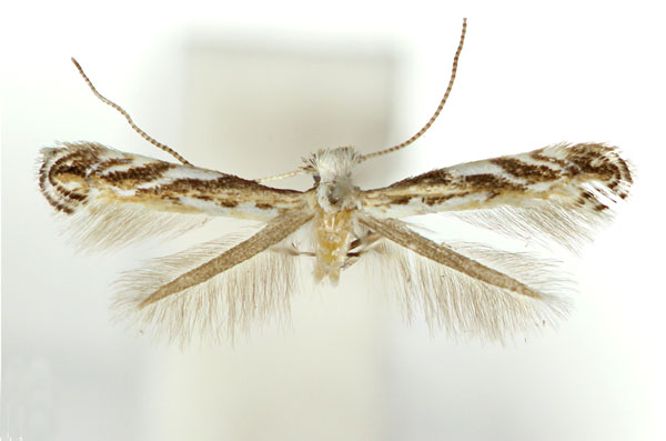 /filer/webapps/moths_gc/media/images/L/lobata_Liocrobyla_F_Kim_etal_2023.jpg