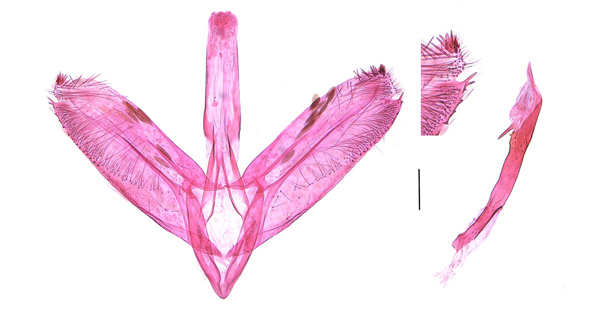 /filer/webapps/moths_gc/media/images/L/lobata_Liocrobyla_GM_Liu-et-al_2018_308.jpg