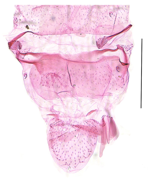 /filer/webapps/moths_gc/media/images/L/lobata_Liocrobyla_abdomen_Liu-et-al_2018_309.jpg