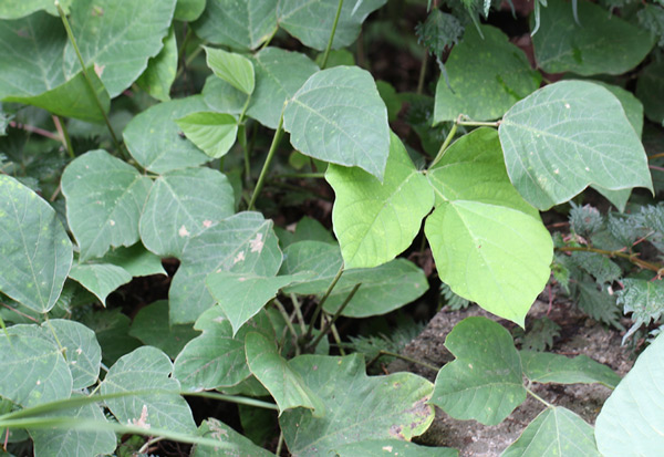 /filer/webapps/moths_gc/media/images/L/lobata_Liocrobyla_host-plant_Liu-et-al_2018_311.jpg