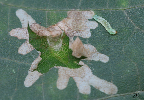 /filer/webapps/moths_gc/media/images/L/lobata_Liocrobyla_larva_Liu-et-al_2018_311.jpg