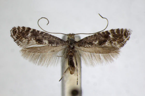 /filer/webapps/moths_gc/media/images/L/loganella_Parornix_A_ZSM.jpg