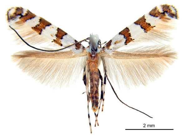/filer/webapps/moths_gc/media/images/L/lomatiae_Gibbovalva_HT_De-Prins-etal_2025_270.jpg
