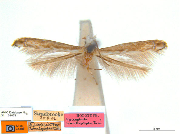 /filer/webapps/moths_gc/media/images/L/lomatographa_Epicephala_HT_ANIC.jpg