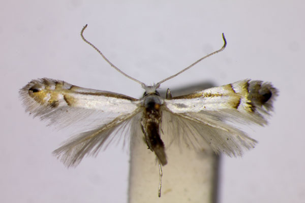 /filer/webapps/moths_gc/media/images/L/longestriata_Phyllonorycter_ST_BMNH.jpg