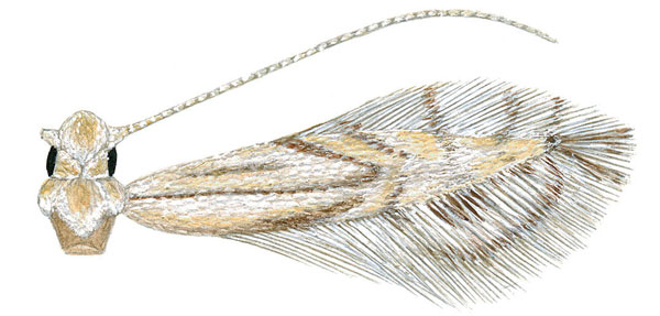 /filer/webapps/moths_gc/media/images/L/longipalpa_Phyllocnistis_HT_Davis-et-Wagner_2011_46.jpg