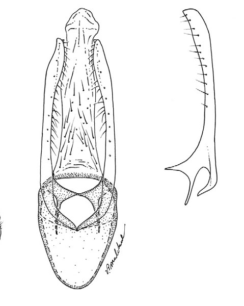 /filer/webapps/moths_gc/media/images/L/longipalpa_Phyllocnistis_HT_GM_Davis-et-Wagner_2011_69.jpg