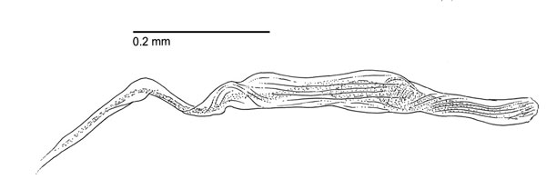 /filer/webapps/moths_gc/media/images/L/longipalpa_Phyllocnistis_HT_GM_aedeagus_Davis-et-Wagner_2011_69.jpg