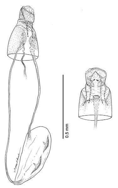 /filer/webapps/moths_gc/media/images/L/longipalpa_Phyllocnistis_PT_GF_Davis-et-Wagner_2011_69.jpg