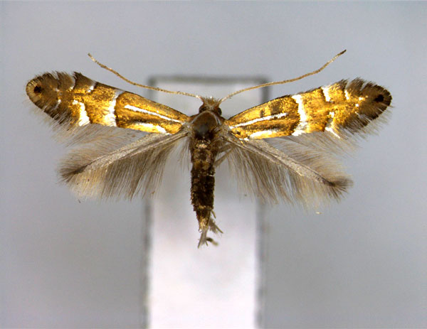 /filer/webapps/moths_gc/media/images/L/longispinata_Phyllonorycter_A_EIHU.jpg