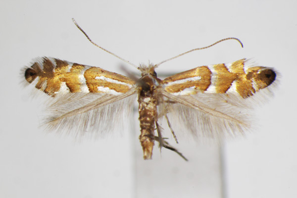 /filer/webapps/moths_gc/media/images/L/longispinata_Phyllonorycter_A_ZSM_2.jpg