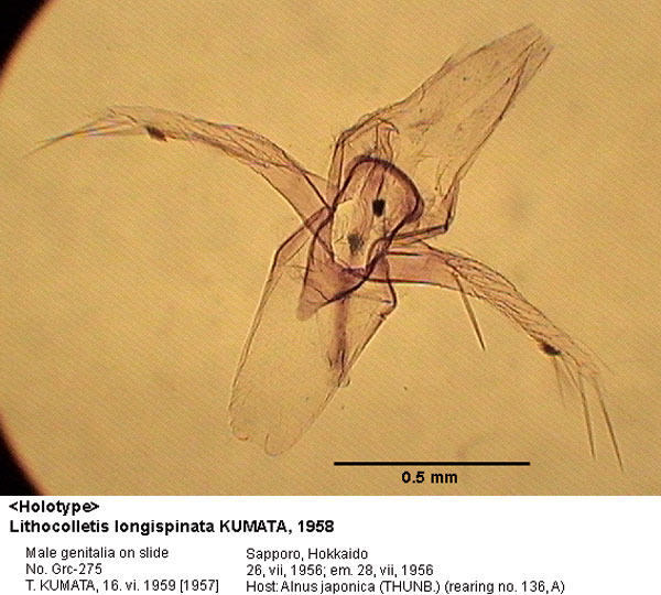 /filer/webapps/moths_gc/media/images/L/longispinata_Phyllonorycter_GM_HT_275_EIHU.jpg
