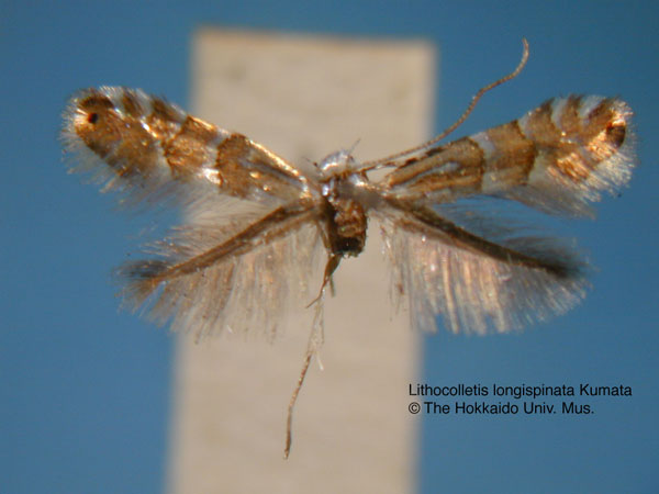 /filer/webapps/moths_gc/media/images/L/longispinata_Phyllonorycter_HT_EIHU.jpg