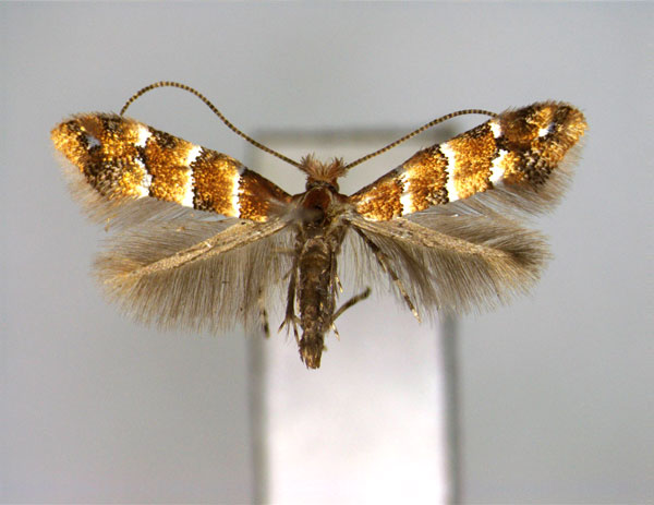 /filer/webapps/moths_gc/media/images/L/lonicerae_Phyllonorycter_A_EIHU.jpg