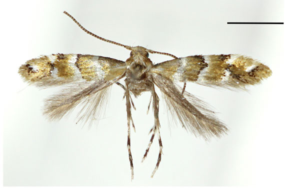 /filer/webapps/moths_gc/media/images/L/lonicerae_Phyllonorycter_A_Kim-etal_2024_400.jpg