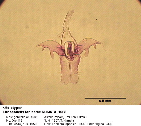 /filer/webapps/moths_gc/media/images/L/lonicerae_Phyllonorycter_GM_HT_119_EIHU.jpg