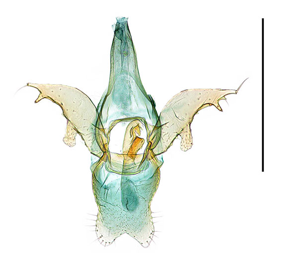 /filer/webapps/moths_gc/media/images/L/lonicerae_Phyllonorycter_GM_Kim-etal_2024_405.jpg