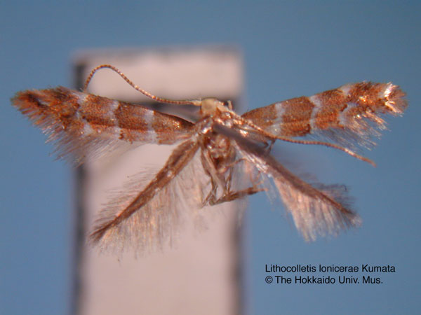 /filer/webapps/moths_gc/media/images/L/lonicerae_Phyllonorycter_HT_EIHU.jpg