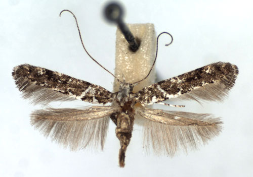 /filer/webapps/moths_gc/media/images/L/loriolella_Gracillaria_A_WJDP.jpg