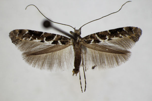 /filer/webapps/moths_gc/media/images/L/loriolella_Gracillaria_A_ZSM_2.jpg