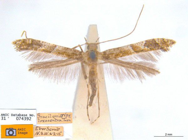 /filer/webapps/moths_gc/media/images/L/loxocentra_Caloptilia_HT_ANIC.jpg