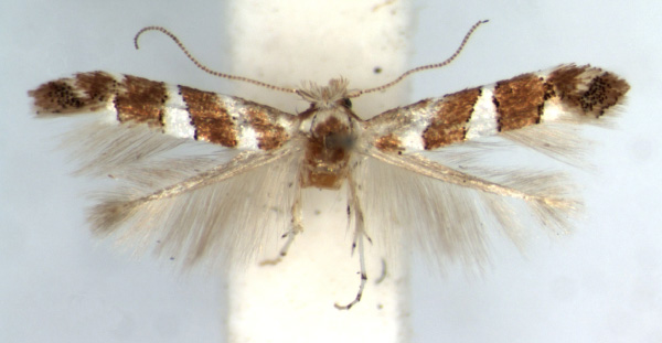 /filer/webapps/moths_gc/media/images/L/loxozona_Phyllonorycter_AF_TMSA.jpg