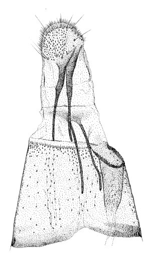 /filer/webapps/moths_gc/media/images/L/loxozona_Phyllonorycter_GF_DePrins.jpg