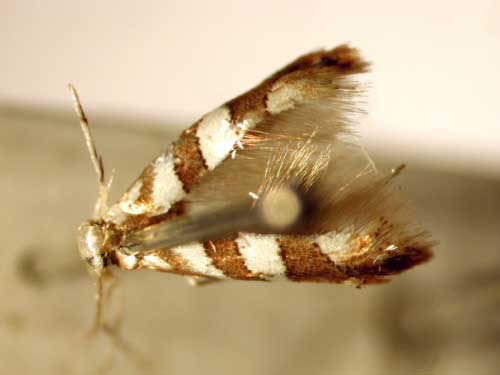 /filer/webapps/moths_gc/media/images/L/loxozona_Phyllonorycter_PT_BMNH.jpg