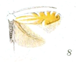/filer/webapps/moths_gc/media/images/L/lucidicostella_Phyllonorycter_A_Braun_21-8.jpg
