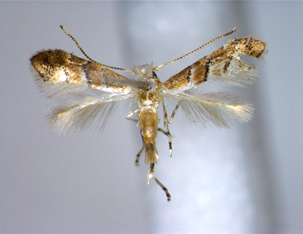 /filer/webapps/moths_gc/media/images/L/luzonica_Phyllonorycter_PT_EIHU.jpg