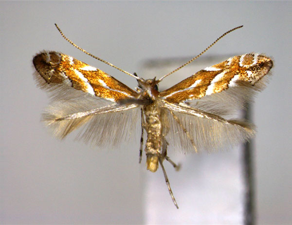 /filer/webapps/moths_gc/media/images/L/lyoniae_Phyllonorycter_A_EIHU.jpg