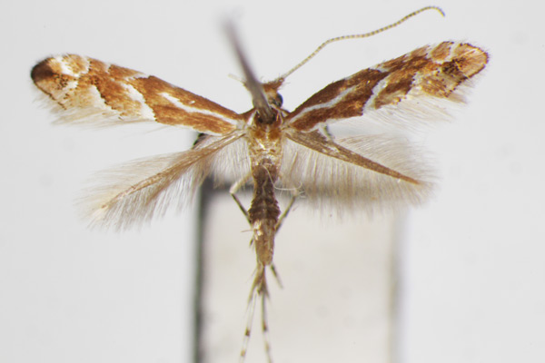 /filer/webapps/moths_gc/media/images/L/lyoniae_Phyllonorycter_A_ZSM_2.jpg
