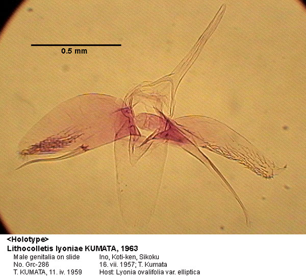 /filer/webapps/moths_gc/media/images/L/lyoniae_Phyllonorycter_GM_HT_286_EIHU.jpg