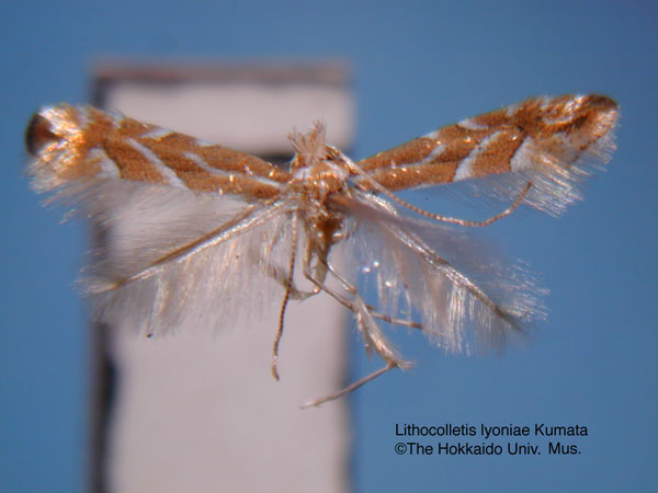 /filer/webapps/moths_gc/media/images/L/lyoniae_Phyllonorycter_HT_EIHU.jpg