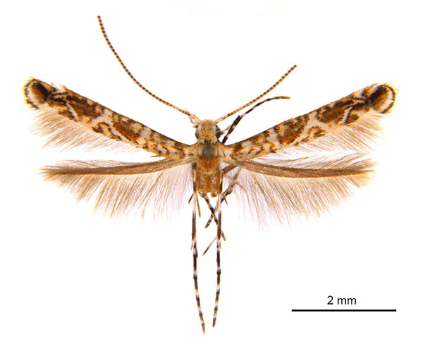 /filer/webapps/moths_gc/media/images/M/macaranga_Polydema_HT_ANIC.jpg