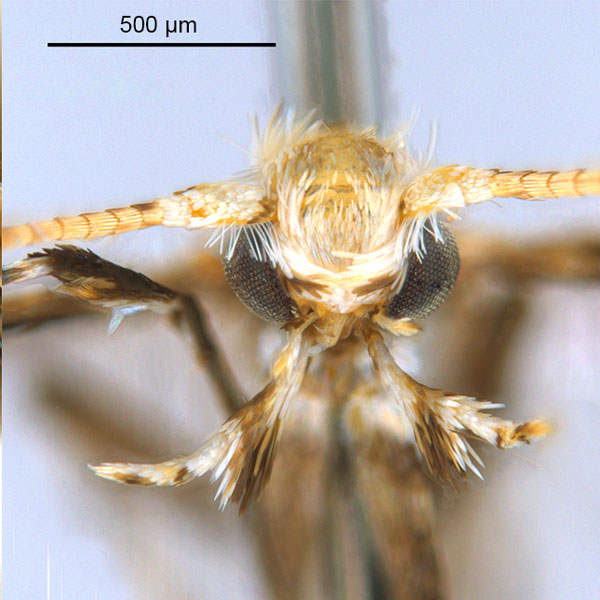 /filer/webapps/moths_gc/media/images/M/macaranga_Polydema_HT_head1_ANIC.jpg