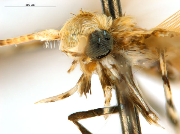 /filer/webapps/moths_gc/media/images/M/macaranga_Polydema_PT_head2_ANIC.jpg