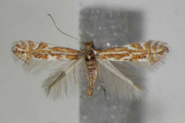 /filer/webapps/moths_gc/media/images/M/macedonica_Phyllonorycter_A_ZSM.jpg