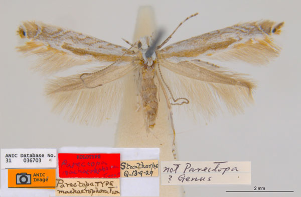 /filer/webapps/moths_gc/media/images/M/machaerophora_Aristaea_HT_ANIC.jpg