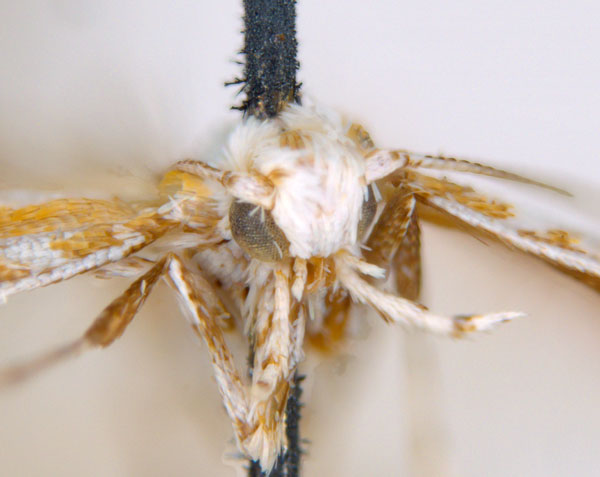 /filer/webapps/moths_gc/media/images/M/machaerophora_Aristaea_HT_head_ANIC.jpg
